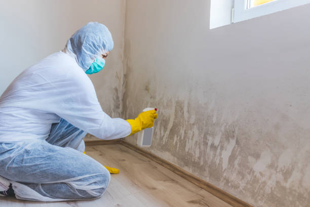 Licensed Mold Remediation service in Leonardtown, MD - WQB Mold Removal